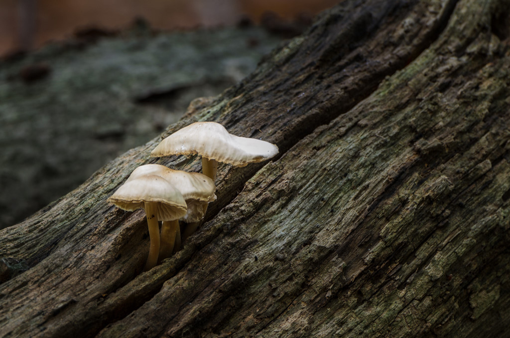 pilz01.jpg