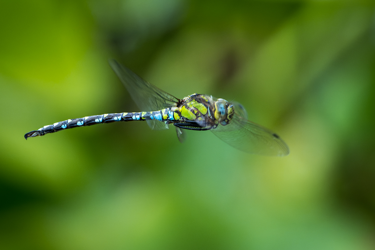 20220818_NZ9_3190_DPNF.jpg