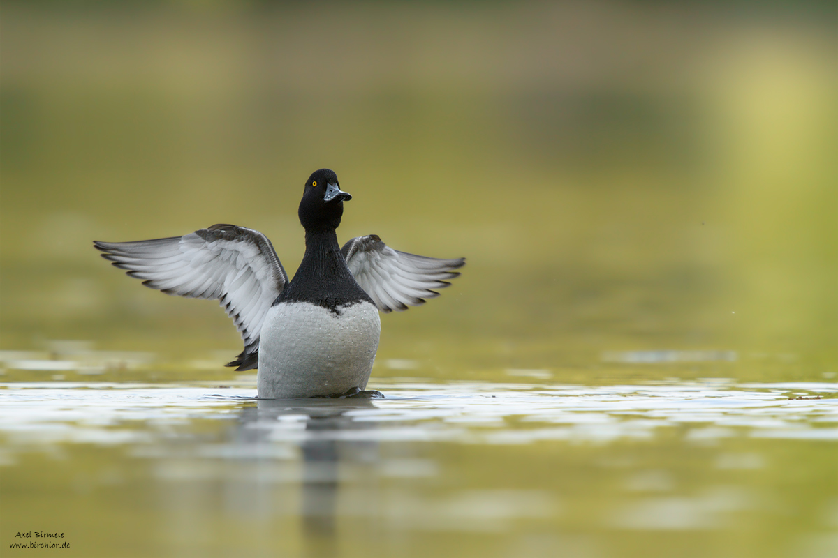 20150518_0080_PS_1200Px.jpg