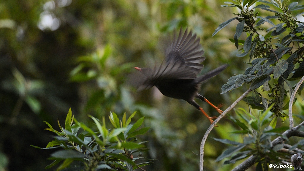 Das Bild einen graubraunen Vogel mit orangen Beinen, orangen Schnabel mit ausgebreiteten Flügeln von einem Ast starten. Der Vogel ist wegen zu langer Verschlußzeit unscharf.