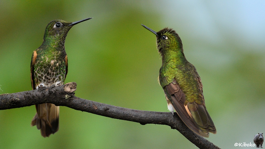 Das Bild zeigt zwei grüne Kolibris, die sich auf einem Ast gegenübersitzen und misstrauisch beäugen.