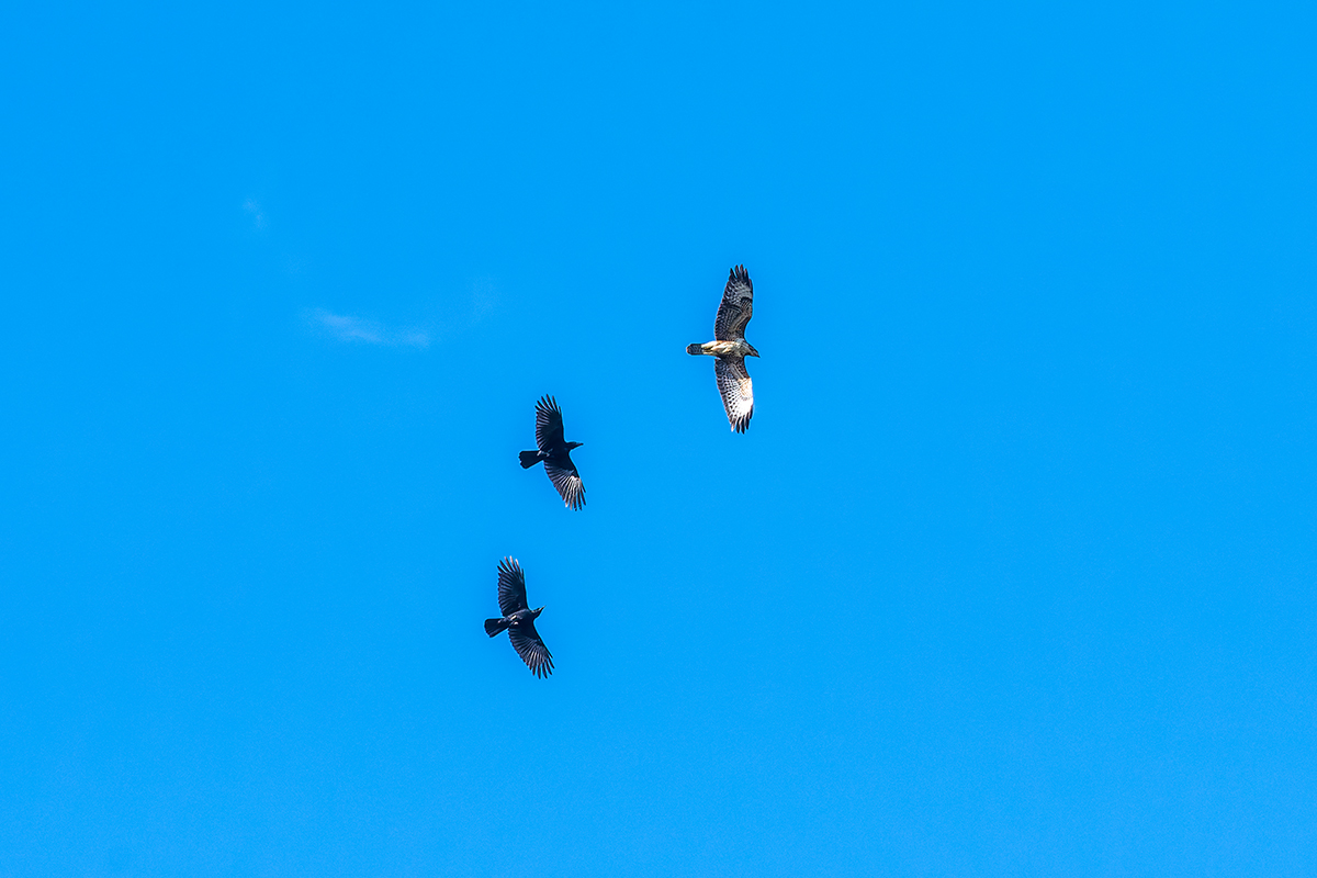 20210920_D500_6320_DxONF.jpg