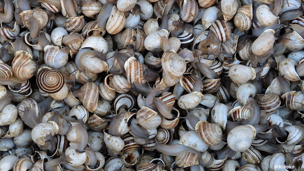 Wimmelbild mit weißen und braunen Schnecken mit fingernagelgroßen braun-weiß gestreiften Schneckhäusern.