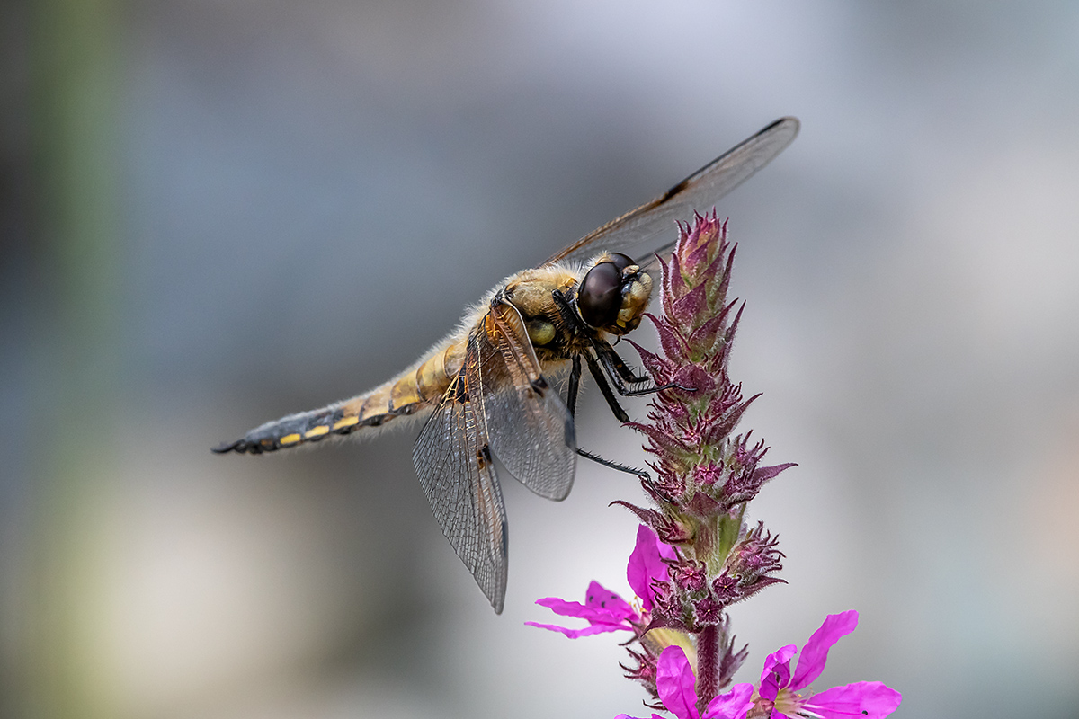 20180608_D500_0612NF.jpg