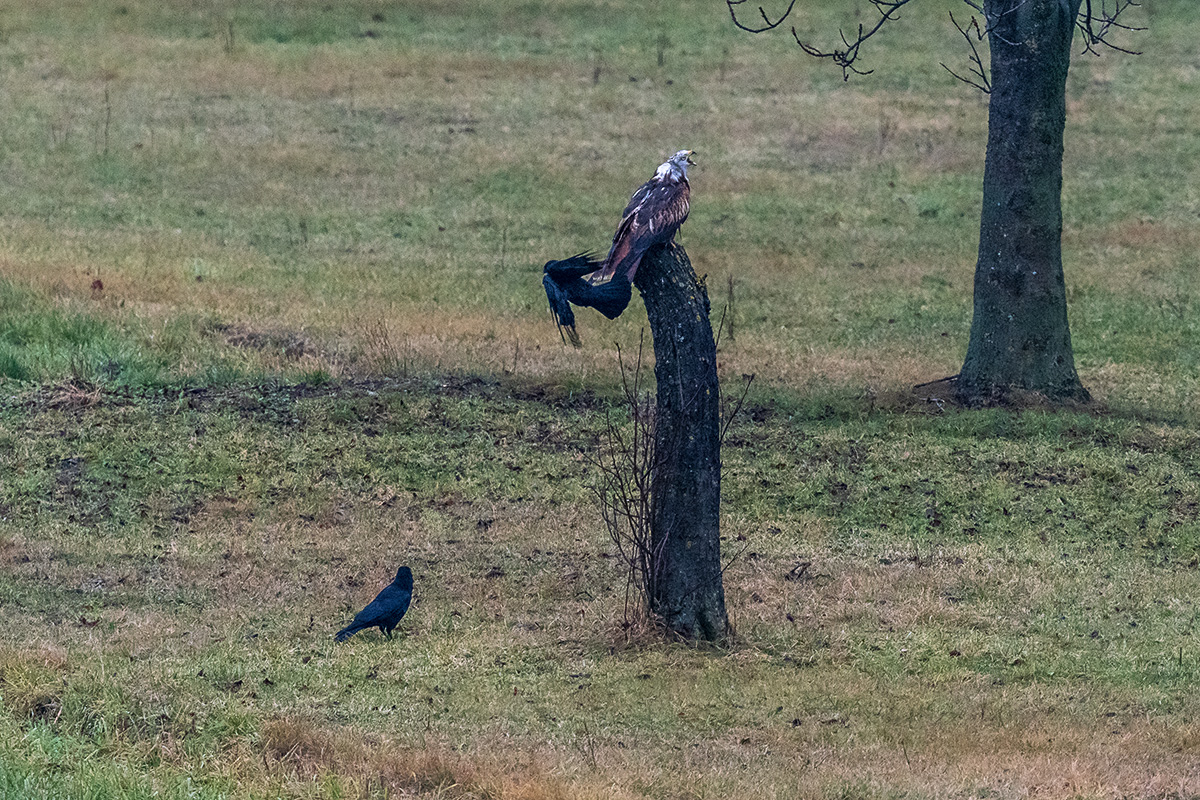 20201206_D500_0229NF.jpg