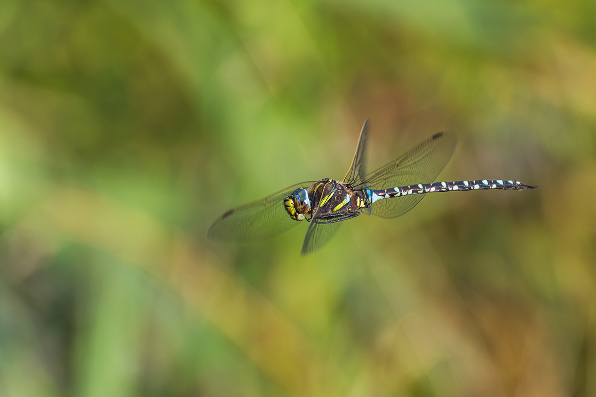 20230823_NZ9_1846_DPNF.jpg