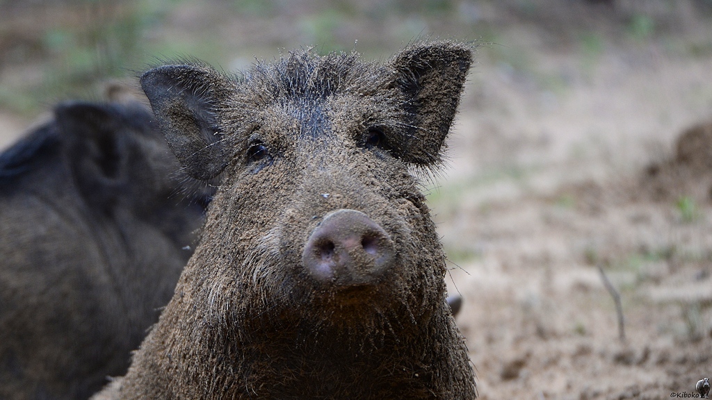 Porträt eines Wildschweins beim Aufstehen. Das Wildschwein hat viel Sand im Fell und auf der Schnauze.