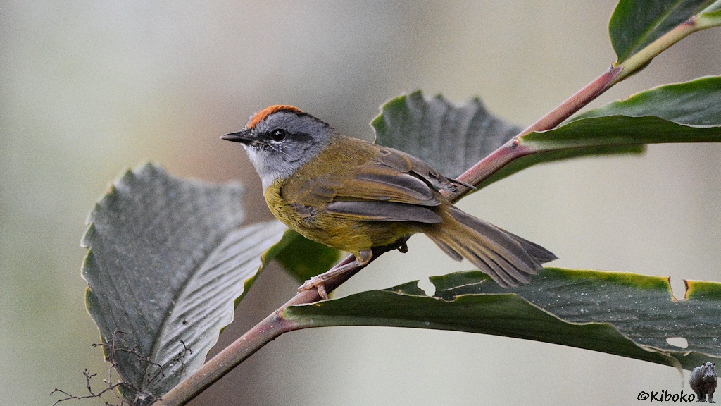 Das Bild zeigt einen olivgrünen kleinen Vogel mi grauem Kopf, orangen Scheitel und kurzen spitzen Schnabel auf einem Ast.