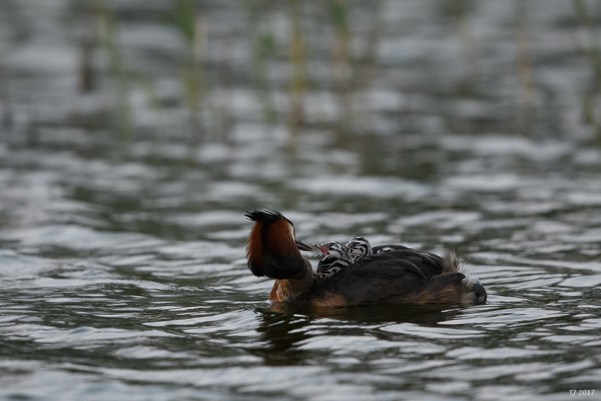 DSC_1918.jpg