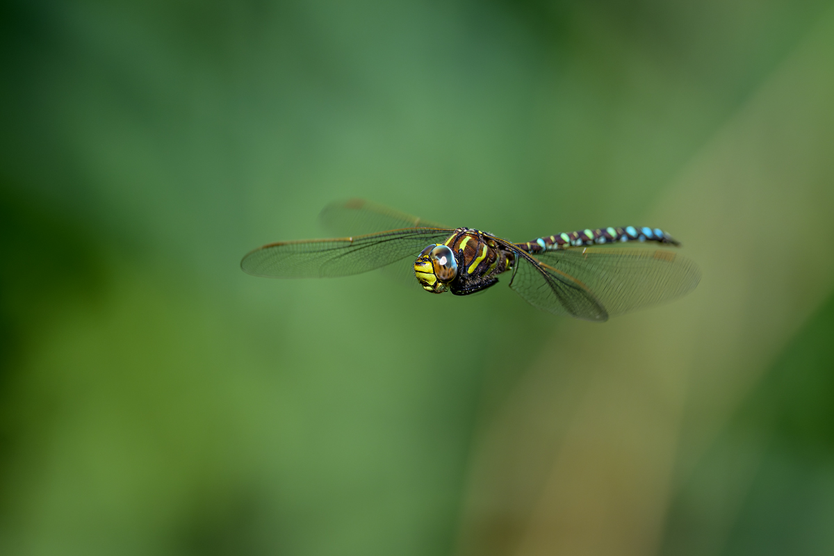 20220826_NZ9_5440_DPNF.jpg