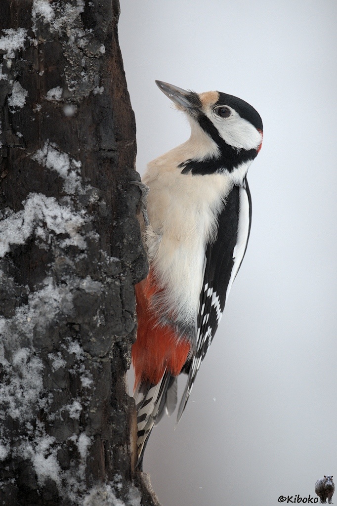 Das Bild zeigt eine Hochformataufnahme eines weißen Vogels mit schwarzer Kappe, roten Fleck am Hinterkopf, schwarzen Bartstreifen, schwarze Flügel und orangeroten Hintern seitwärts an einem dunklen Brett sitzen.