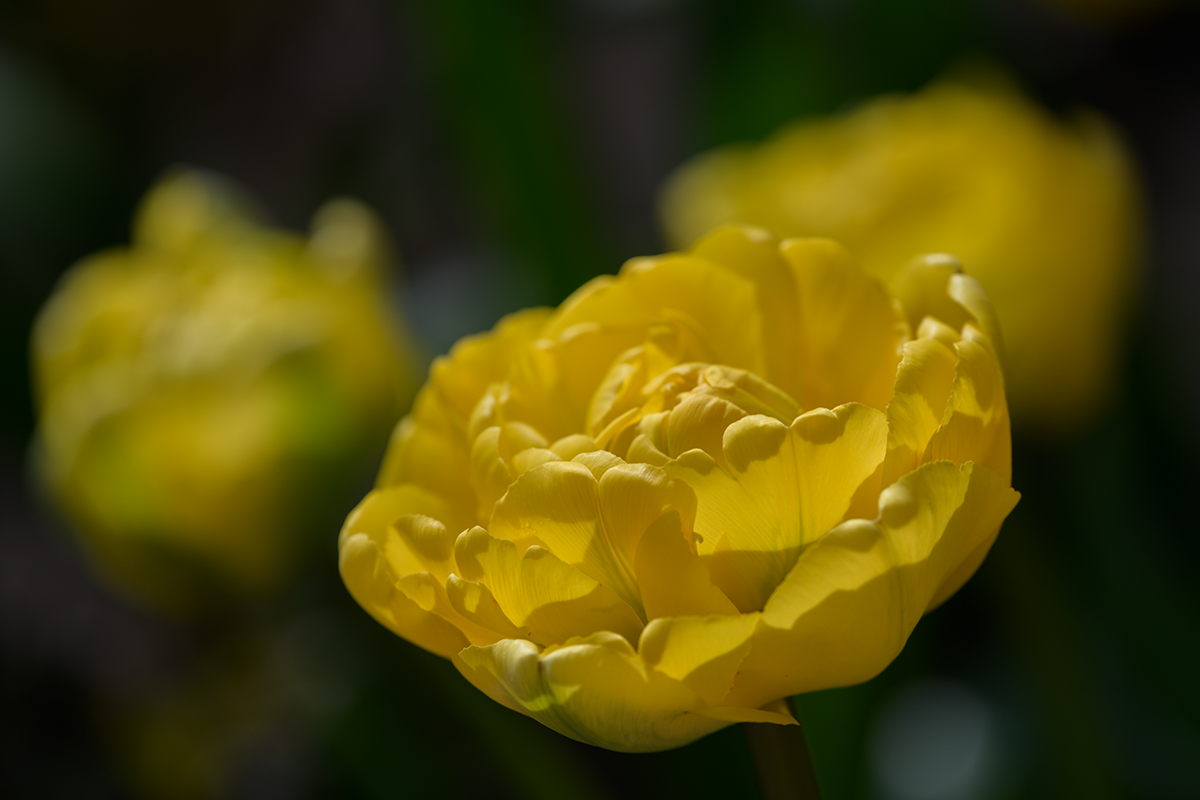 20220416_NZ7_1208NF.jpg