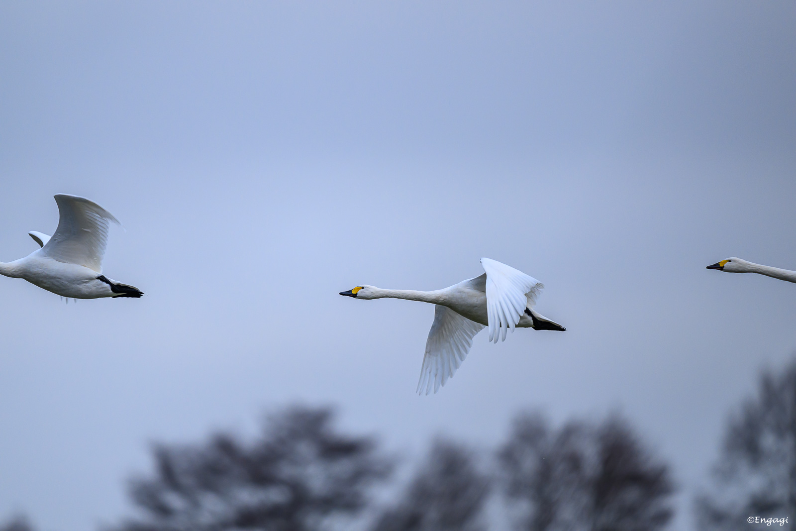 DSC_5596.jpg