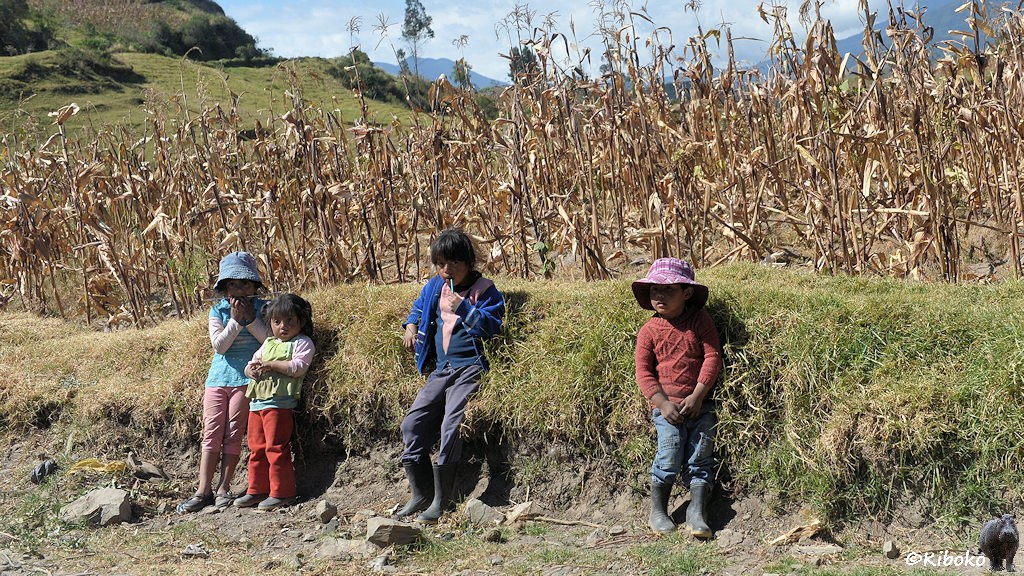 Das Bild zeigt vier kleine Kinder in Gummistiefel am Strapenrand vor einem vertrockneten Maisfeld.