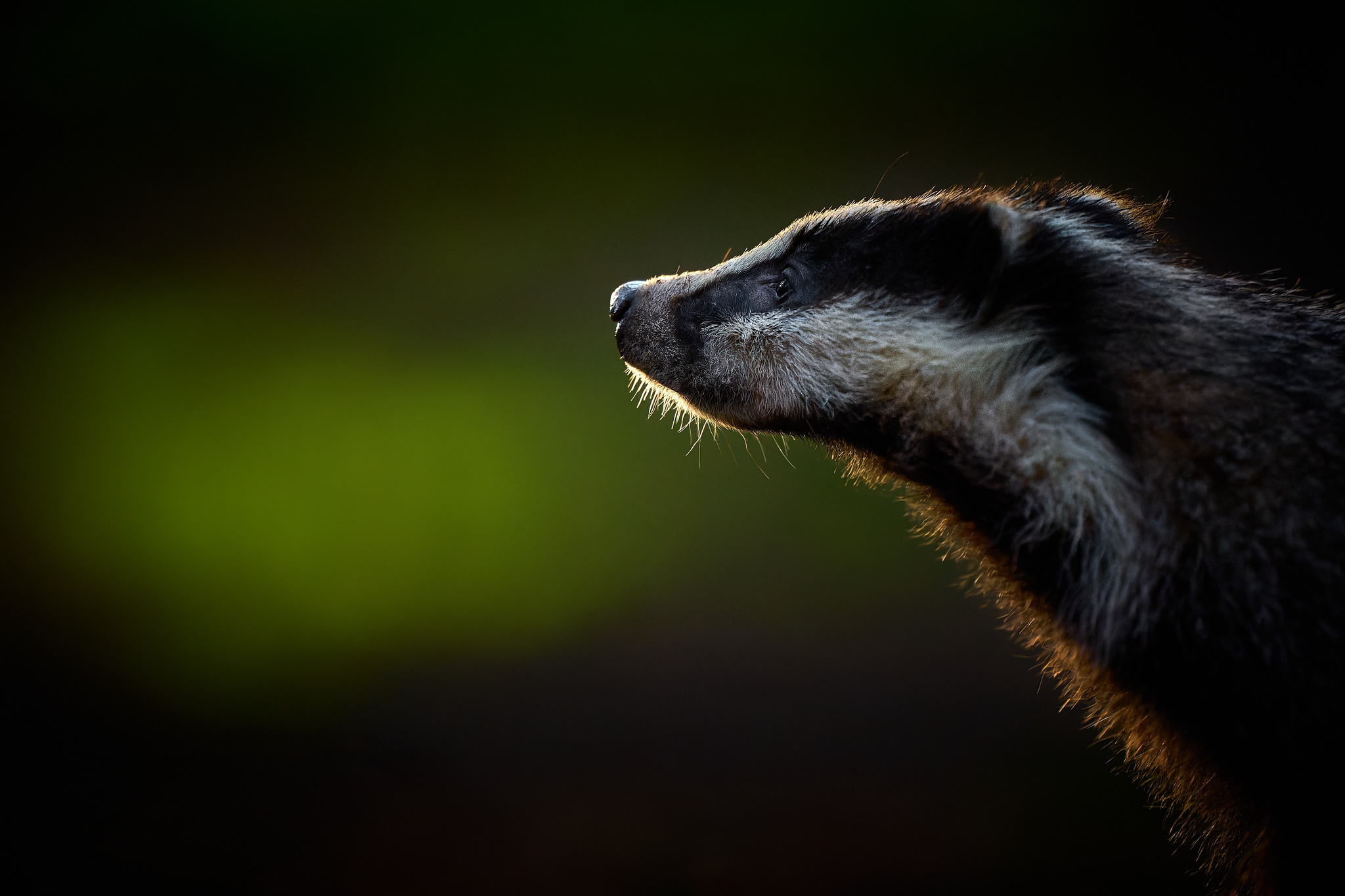 DSC_9331-NEF_DxO_DeepPRIME-X4.jpg