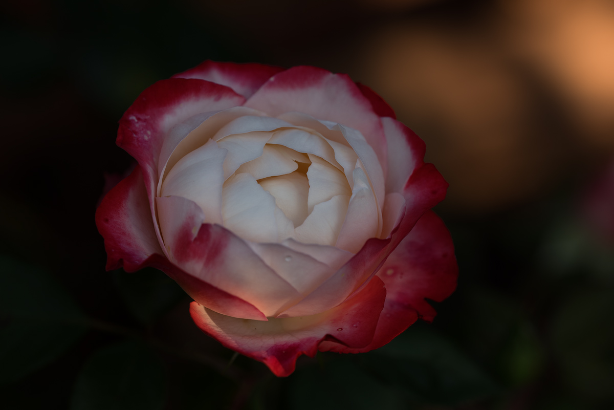 WundlingsGarten2018-01.jpg