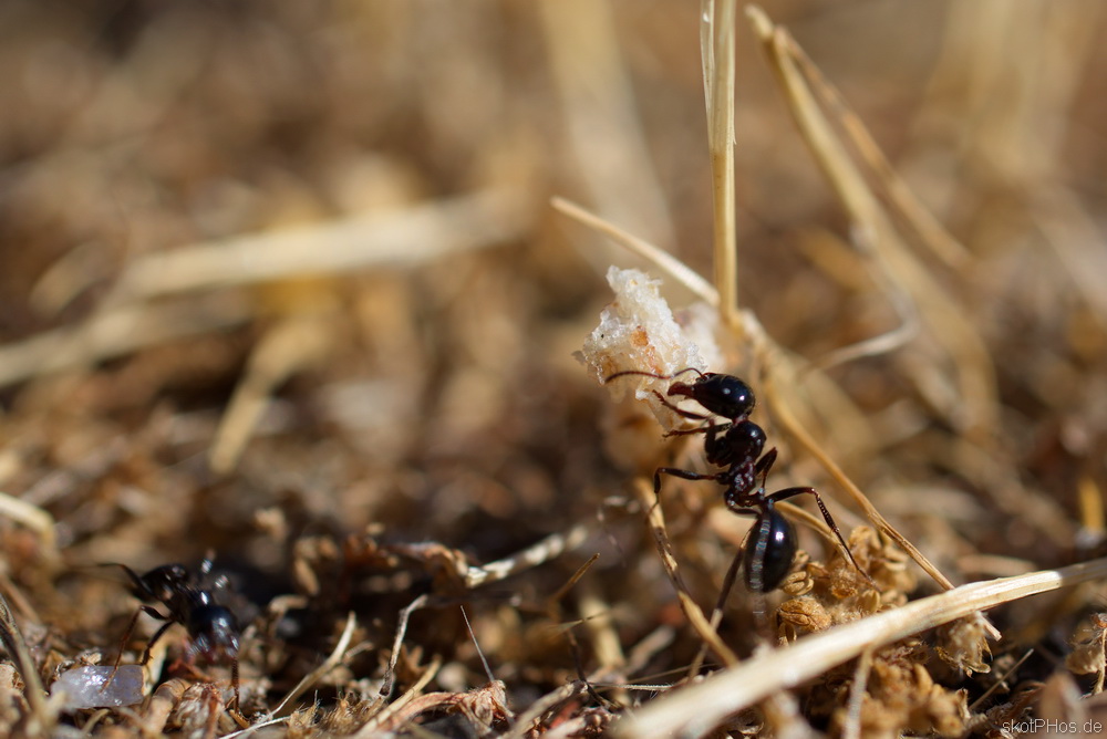 skotPHos.de_Sardinien2015_035.JPG