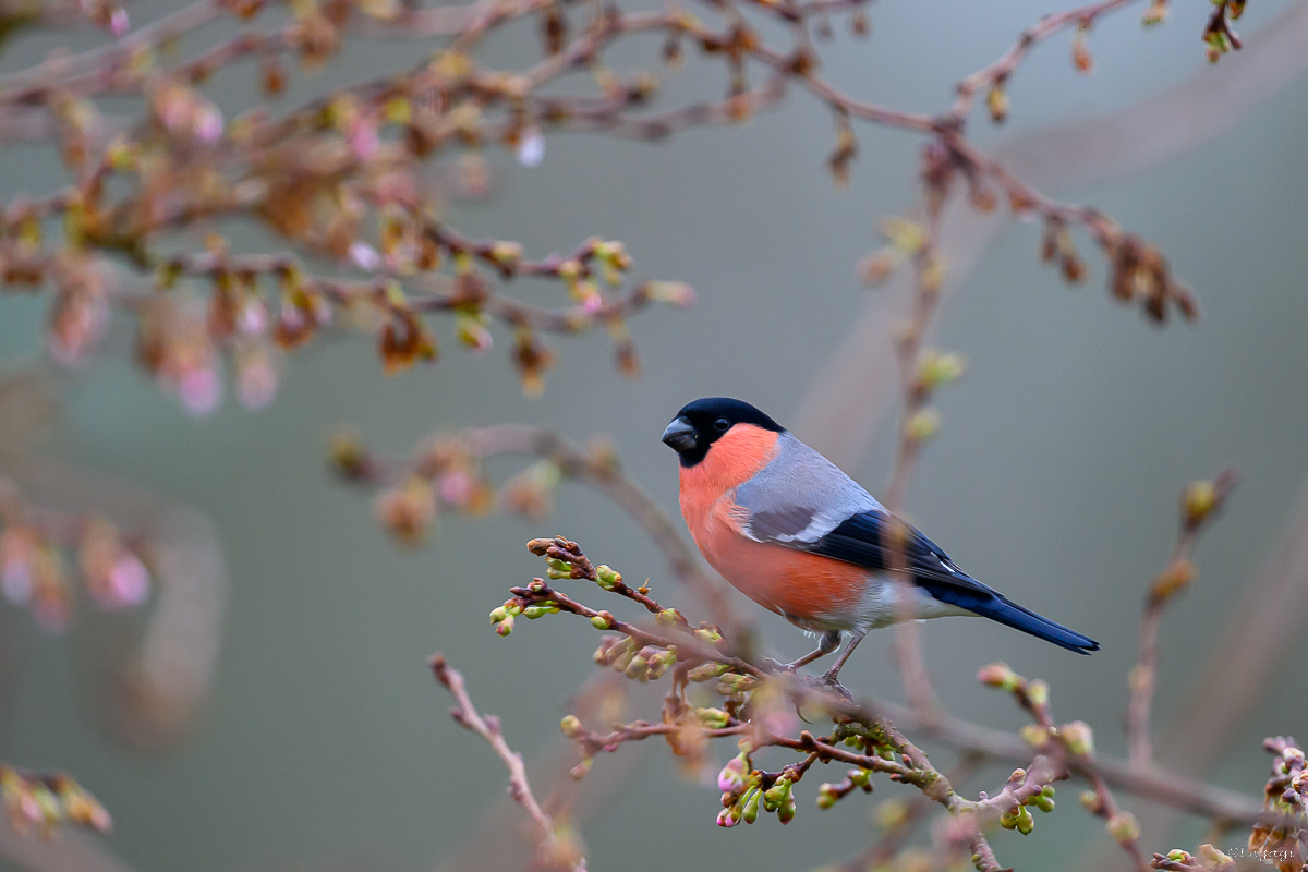 DSC_7126.jpg