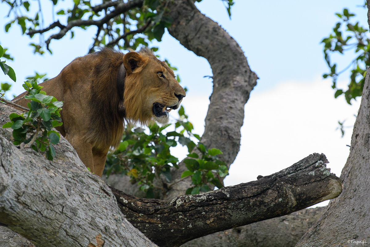 Uganda%201566.jpg