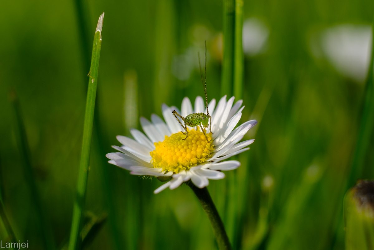 DSCF9453.jpg