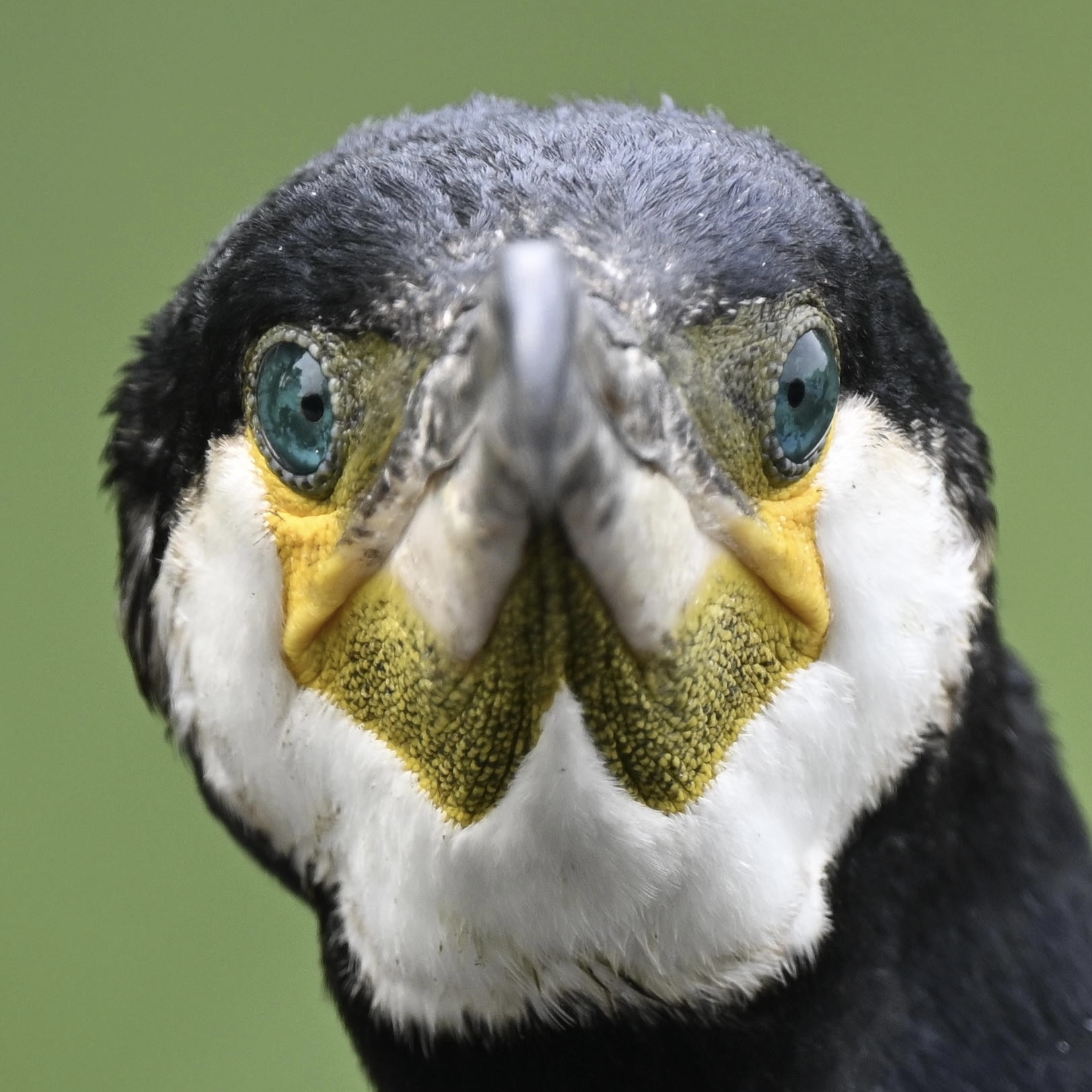 Kormoran%205103.jpg