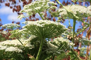 www.gartentipps.com