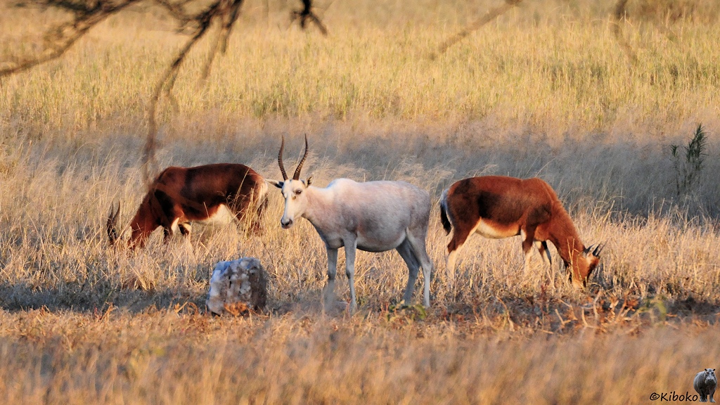 Drei Antilopen, zwei braune und in der Mitte eine ganz weiße Antilope stammen aus Südafrika.