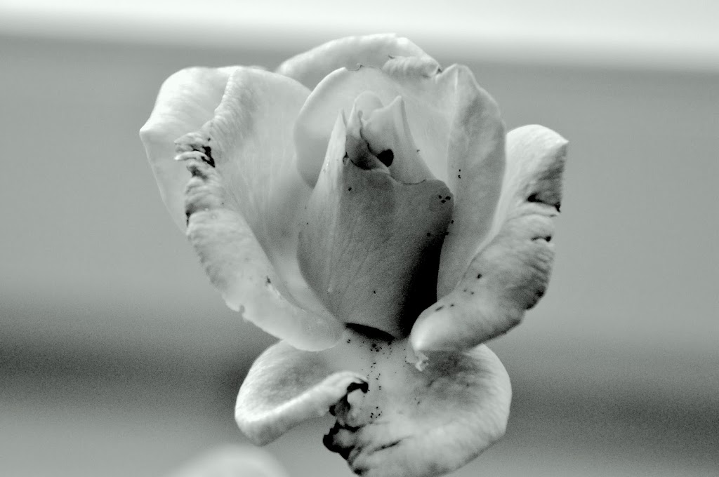 _DSC0102.JPG