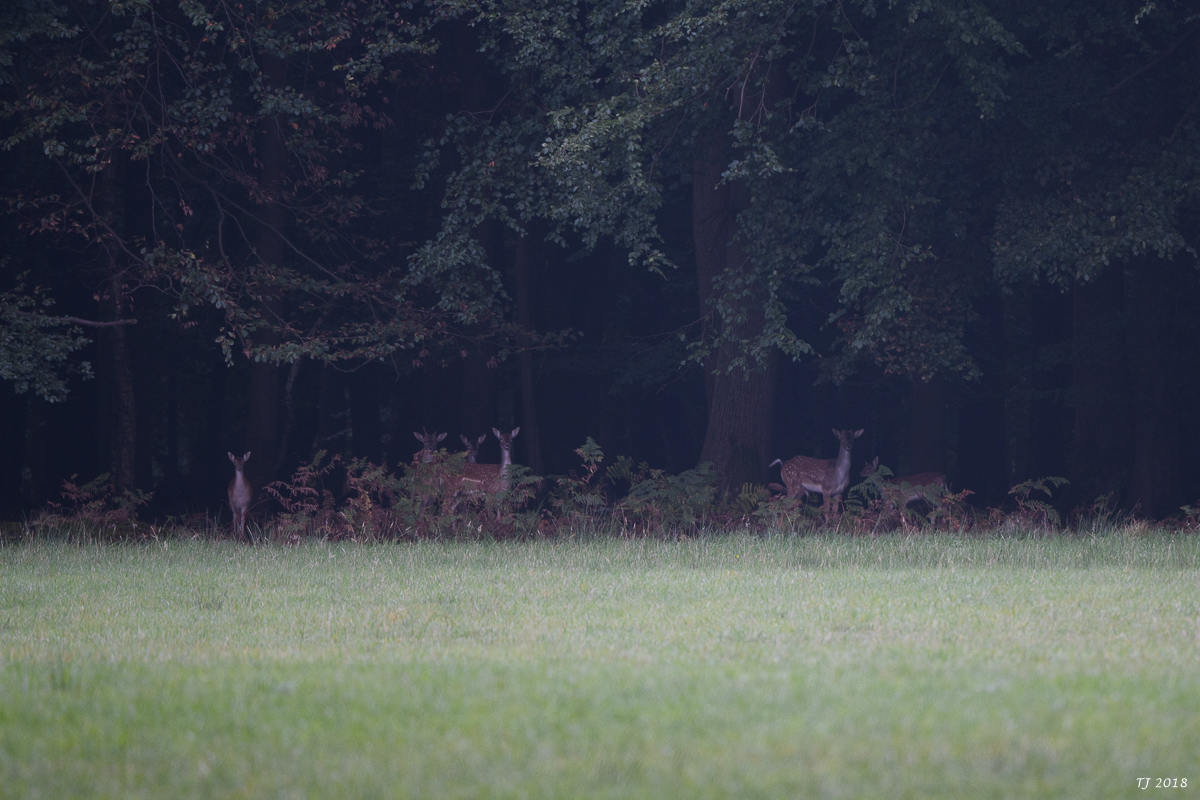 DSC_0725.jpg