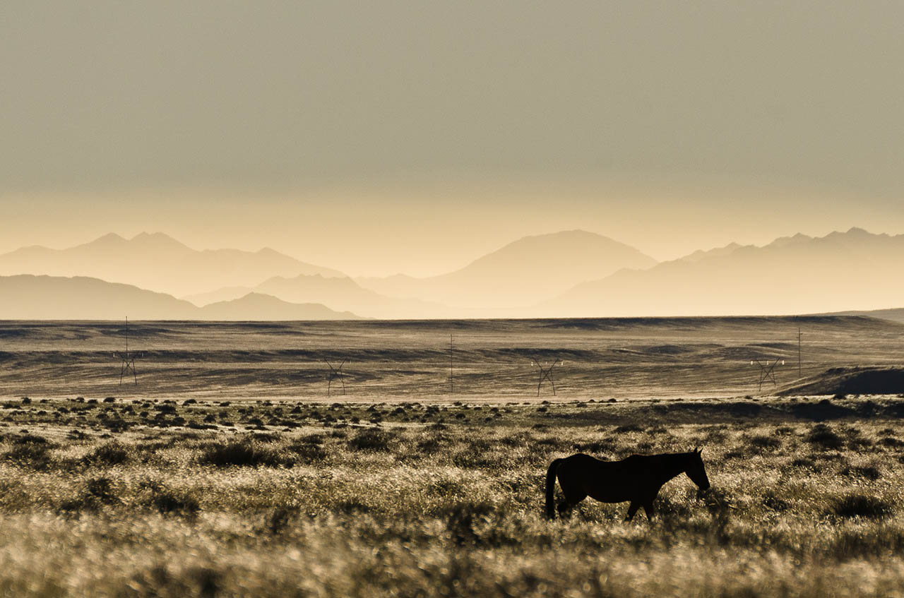 namibia_wildpferde_2.jpg