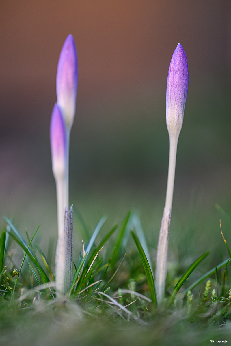 DSC_0715.jpg