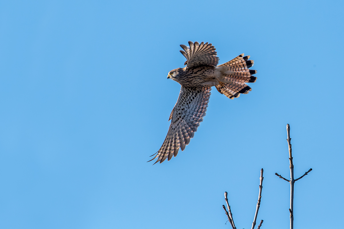 20220124_ND5_2092v1_DxONF.jpg