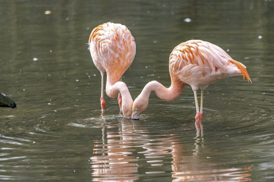 tierpark_haag23_11.jpg