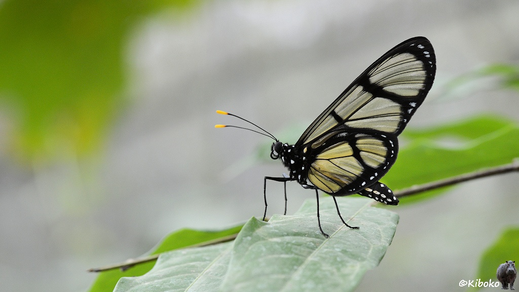 Das Bild zeigt einen Schmetterling von der Seite auf einem Blatt. Der Körpfer ist schwarz mit weißen Punkten. Die Fühler haben gelbe Spitzen. Die ausgebreiteten Flügel sind durchsichtig und haben schwarze Linie, sowie eine schwarze Umrandung.