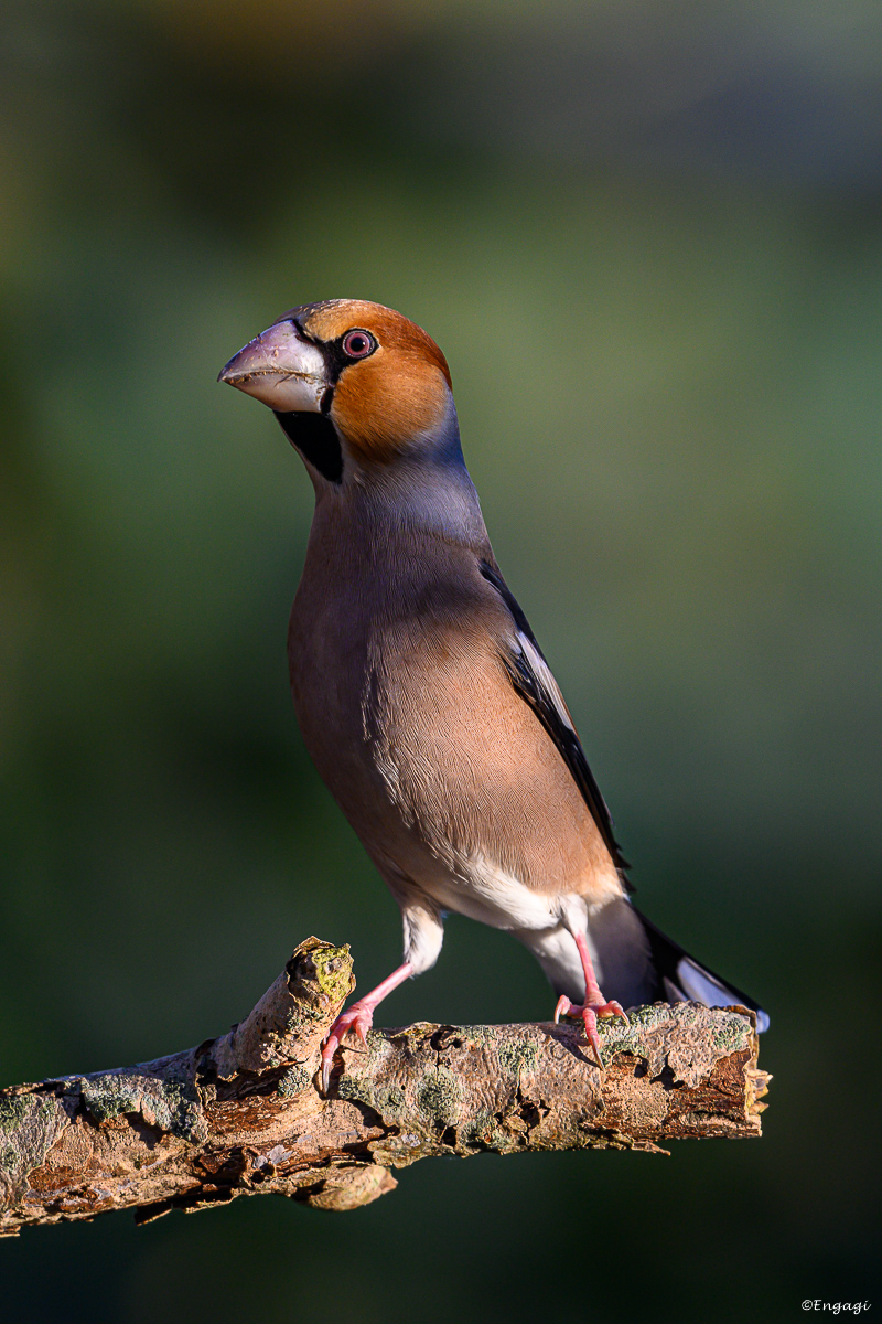 DSC_0308.jpg