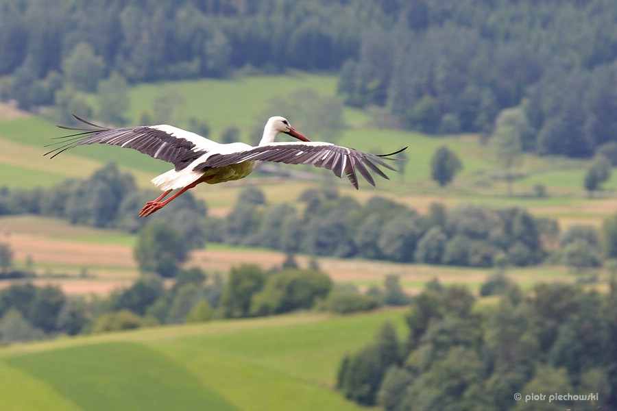 storch5.jpg
