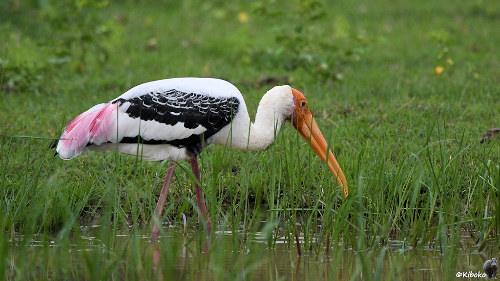 Das Bild zeigt einen weißen Storch mit schwarzen Flügelfedern, orangenen Kopf, langen gelben Schnabel, rosaroten Beinen und rosanen Schwanzfedern. Der Stoch läuft bis zu den Knien im Wasser. Im Vordergrund sind hohe Grashalme.