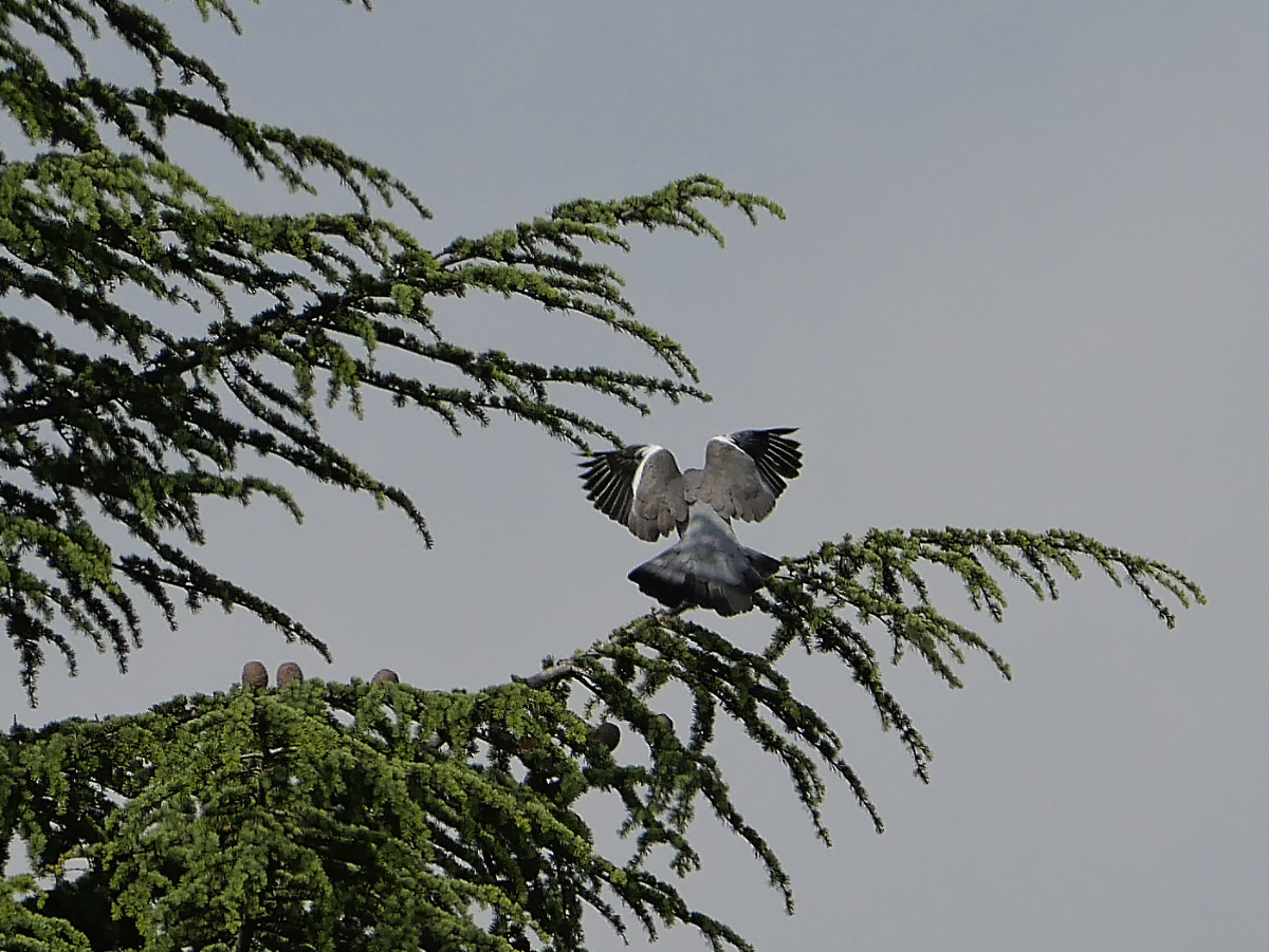 full