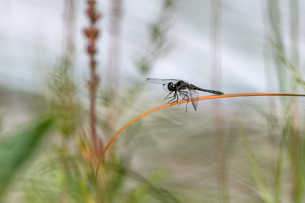 20180818_D850_1289NF.jpg