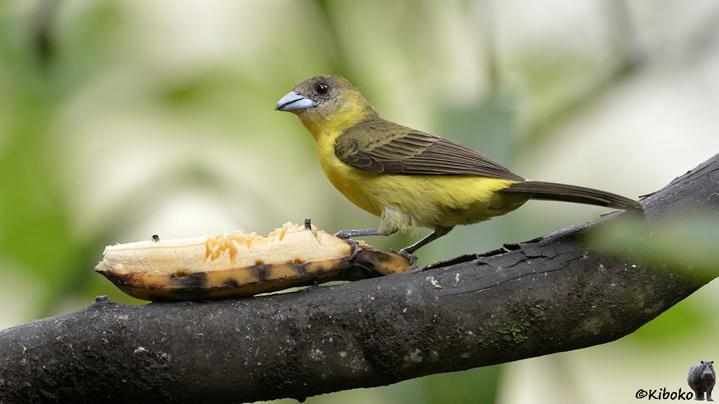 Das Bild zeigt einen gelben Vogel mit braunen Flügeln und graubraunen Kopf und kurzen dicken Schnabel auf einer aufgeschnittenen Banane, die an einen Ast genagelt ist.