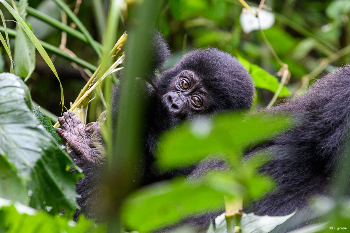 Uganda%202039.jpg