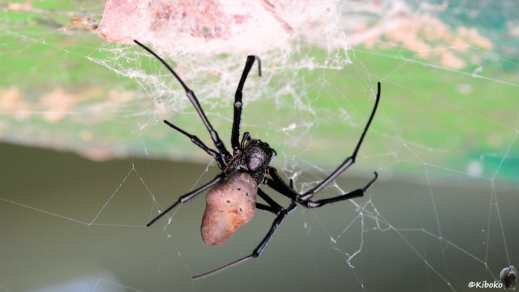 Das Bild zeigt Spinne mit schwarzen Kopf, braunem Hinterleib und dünnen schwarzen Beinen auf einen zerfranzten Netz.