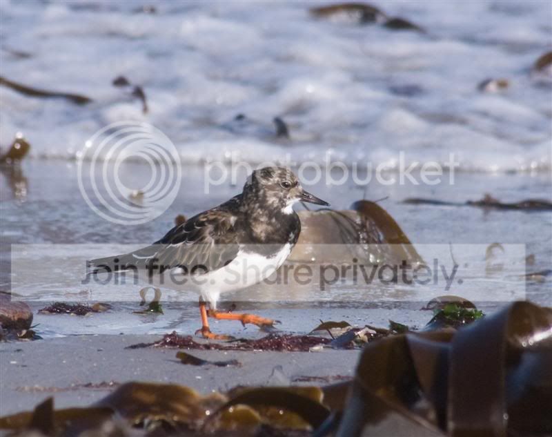 helgoland214von48.jpg
