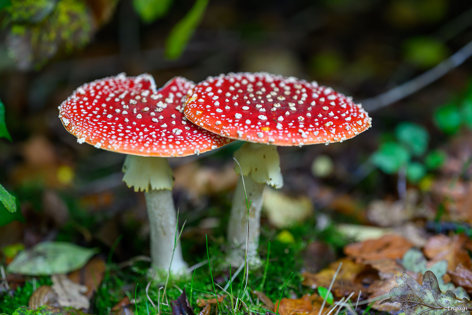 DSC_9040.jpg