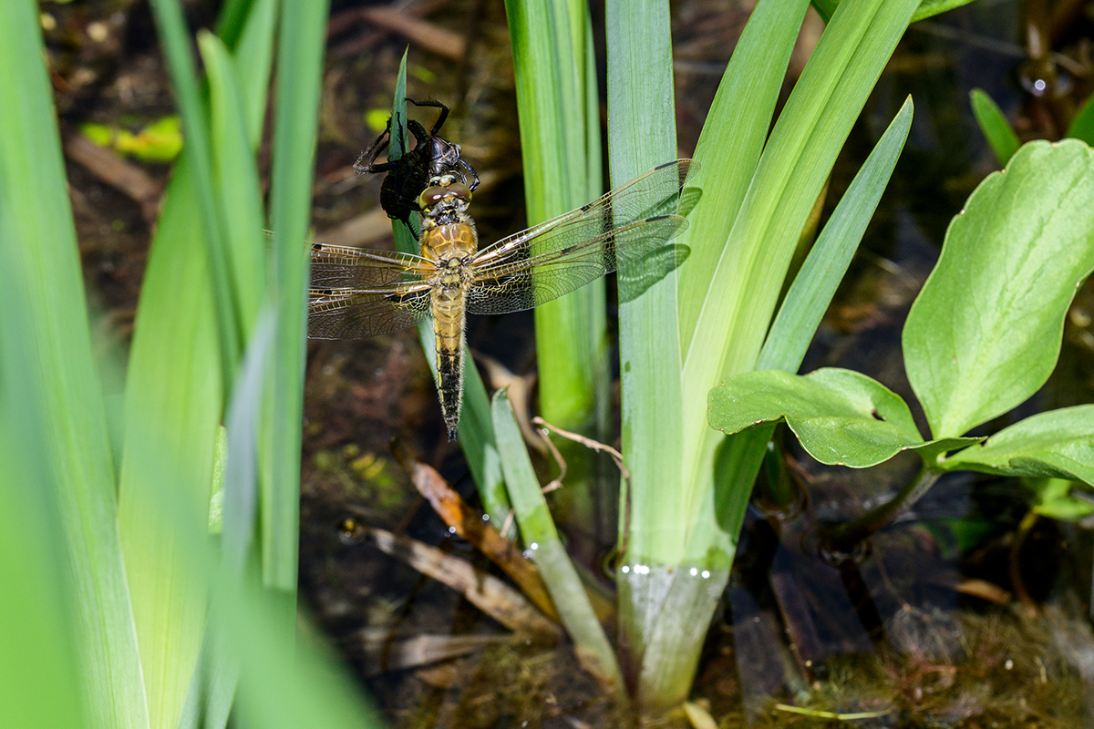 20210530_NZ7_1397NF.jpg