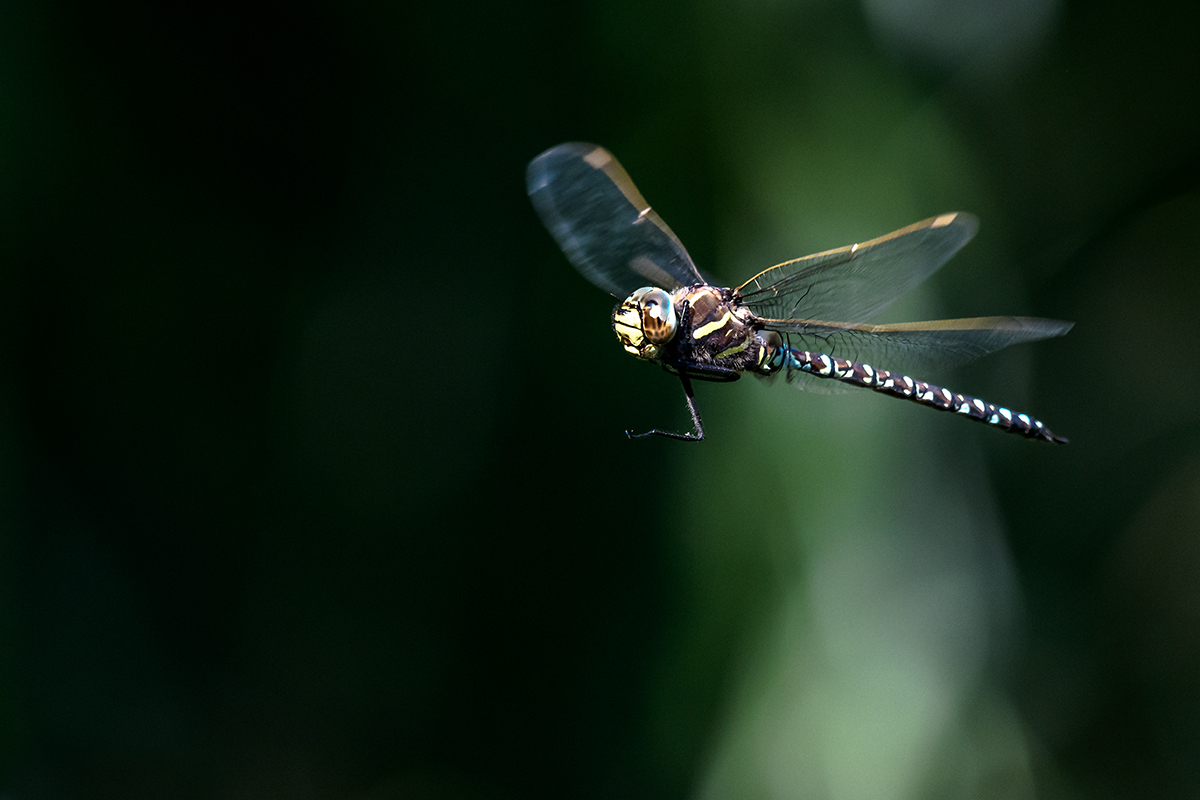 20200728_D850_2667NF.jpg