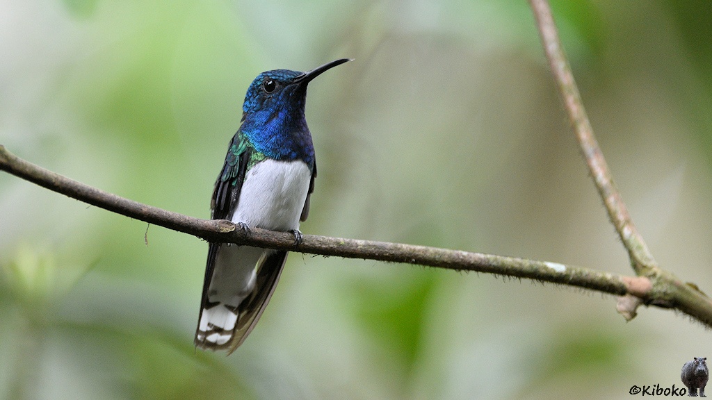 Das Bild zeigt einen Kolibri mit blauem Kopf, weißer Brust, weißen Bauch, grünlichem Rücken und dunklen Flügeln auf einem waagerechten Zweig vor unscharfen Hintergrund.