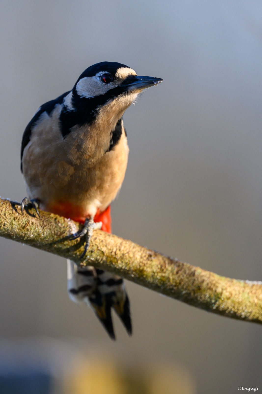 DSC_2269.jpg
