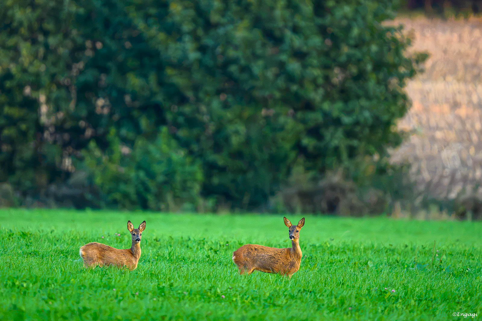 DSC_4556.jpg