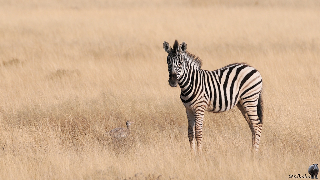 Ein junges Zebra steht auf einer Wiese mit trockenem Gras. Ein großer Vogel schaut vor dem Zebra aus dem Gras heraus.